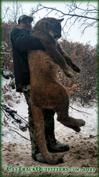 mountain lion hunting in Colorado