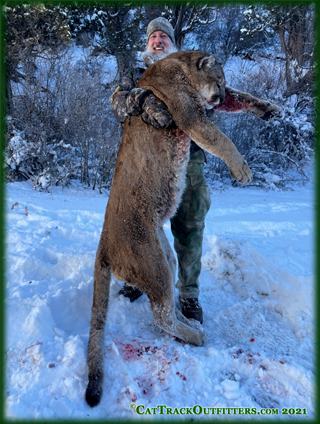 mountain  lion hunting in Western Colorado