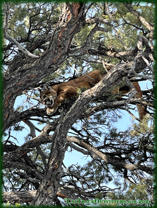 Mountain Lion Hunts in Colorado with Cat Track Outfitters