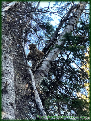 mountain  lion hunting in Western Colorado