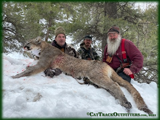 Western Colorado guided mountain lion hunt