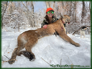 mountain lion hunting in Colorado