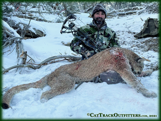 mountain lion hunt in Colorado