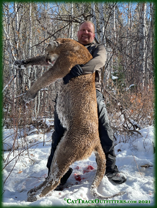 mountain lion hunting in Colorado