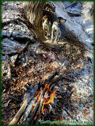 hunt mountain lions in Western Colorado with Cat Track Outfitters - guided hunts