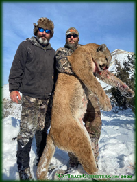 mountain lion hunting in Colorado