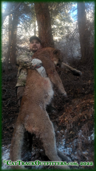 mountain lion hunting in Colorado