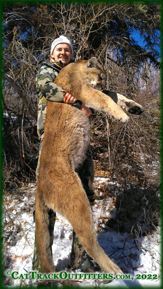 mountain  lion hunting in Western Colorado