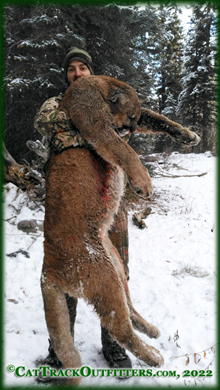 mountain lion hunts in Western Colorado with Cat Track Outfitters