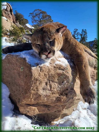 guided mountain lion hunt in Colorado