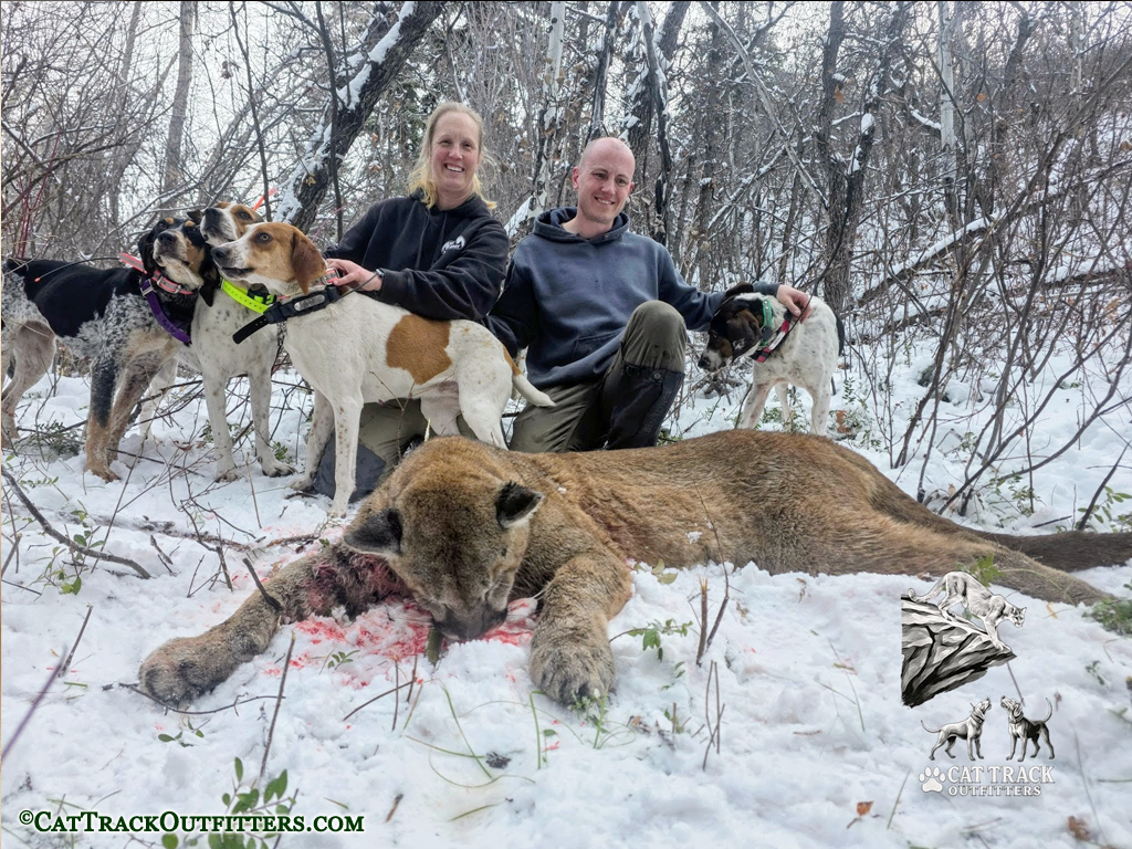 Mountain Lion Hunting in Colorado