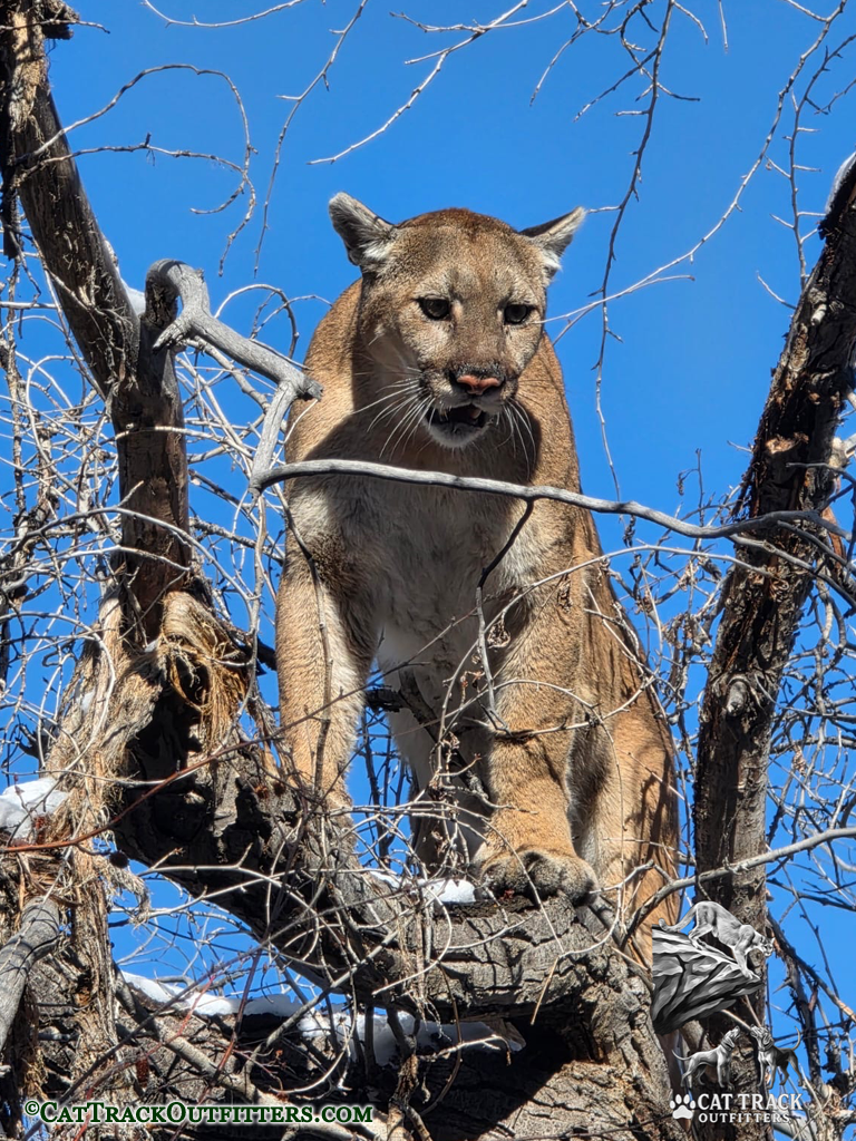 Mountain Lion Hunting in Colorado