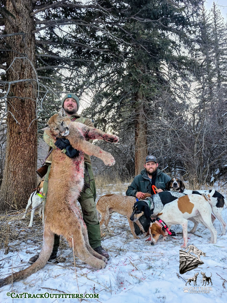 Mountain Lion Hunts with guide