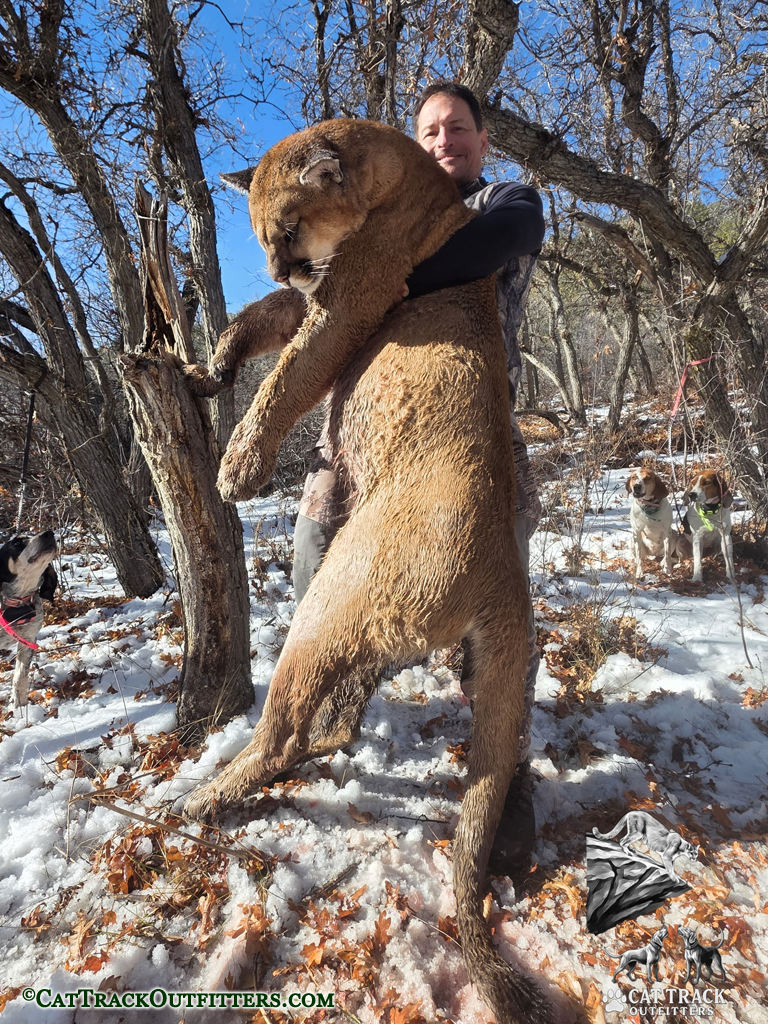Mountain Lion Hunting in Colorado