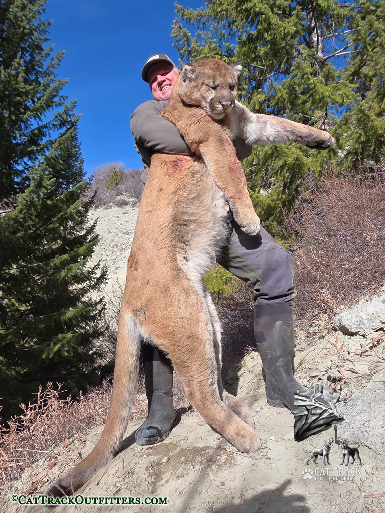 Guided mountain lion hunts in Western Colorado