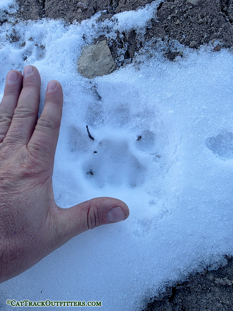 Mountain Lion Hunting in Colorado