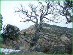 Western Colorado guided mountain lion hunts