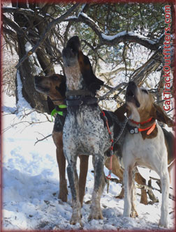 Cat Track big game - Elk - deer - hunting near Collbran Colorado