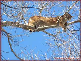 guided mountain lion hunts in Colorado, Wisconsin hunter on a big game hunt with Cat Track guides and outfitters