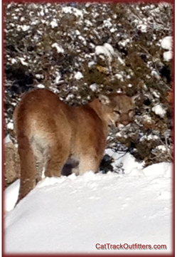 mountain lion up really close