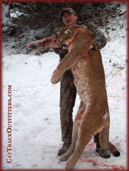 guided mountain lion hunts in Colorado