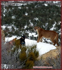 guided mountain lion hunts in Colorado, Wisconsin hunter on a big game hunt with Cat Track guides and outfitters