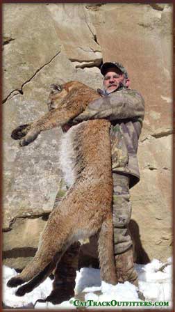 mountain lion hunting in Colorado