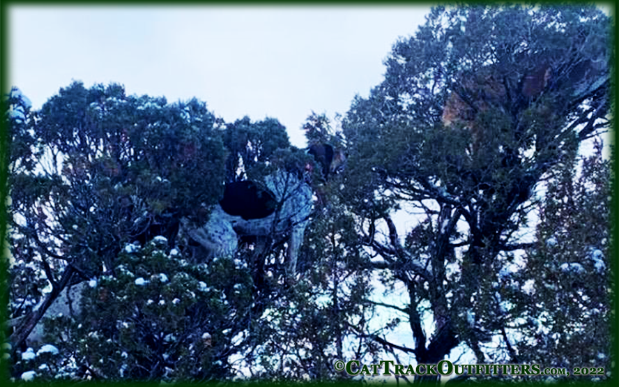 mountain lion hunting with Cat Track Guides and Outfitters in Western Colorado