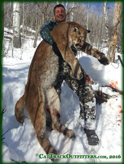 Colorado Mountain Lion Hunts