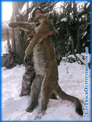 mountain lion hunts in Western Colorado with Cat Track Outfitters