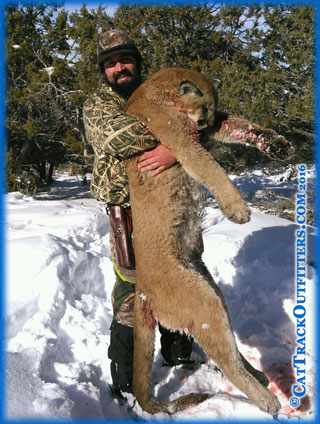 Mountain lion hunt with cattrack outfitters - 2016