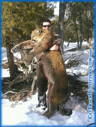 mountain lion hunting in Colorado