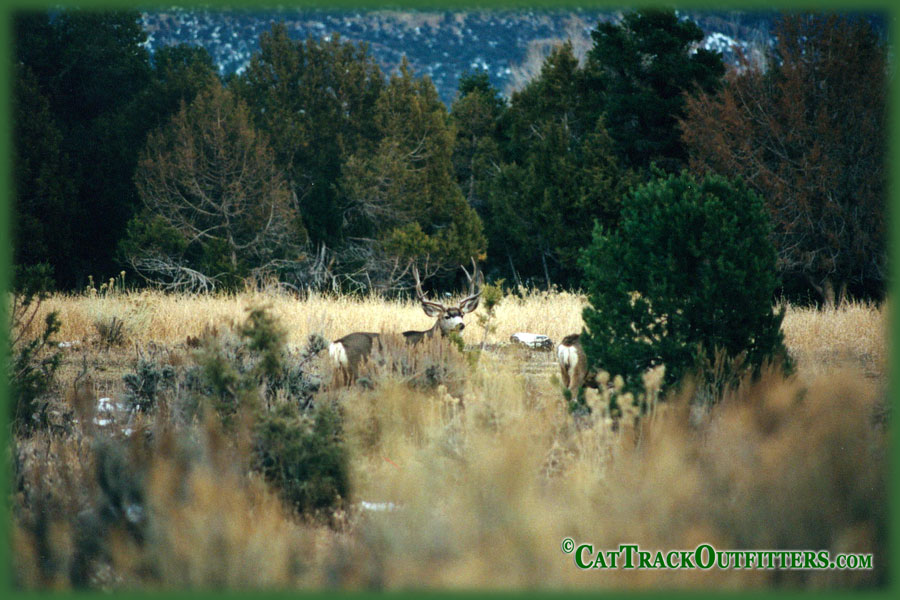 guided mule deer hunts in Colorado with Cat Track guides and outfitters