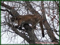 big game hunting - lion hunting in Western Colorado