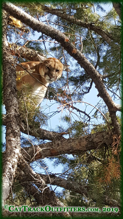 mountain lion hunting in Colorado