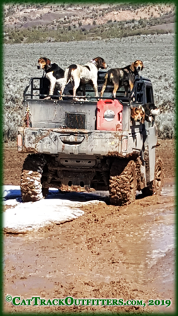 Western Colorado guided mountain lion hunts