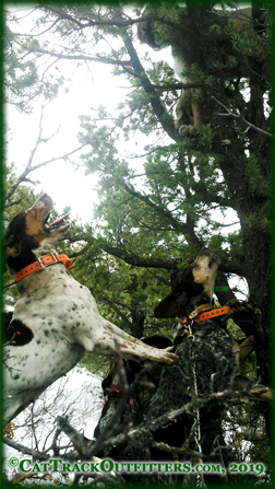 mountain lion hunting in Colorado