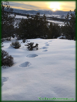 Colorado lion hunting - a guided big game hunt in Collbran Colorado