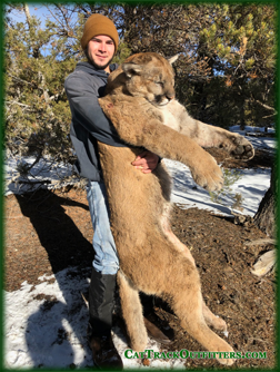 mountain lion hunting in Colorado