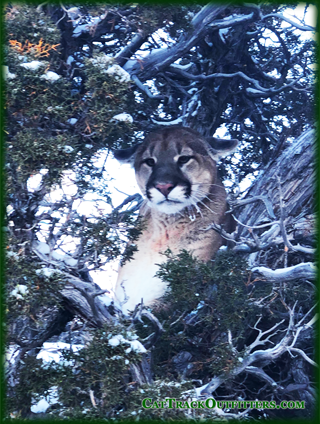 cougar treed on hunt with Cat Track Outfitters in Colorado