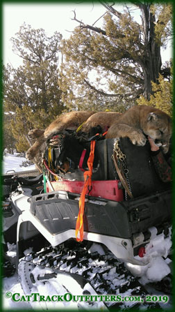 Mountain Lion and Mule Deer Hunts in Colorado