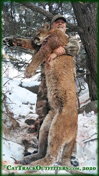 guided mountain lion hunts in Colorado