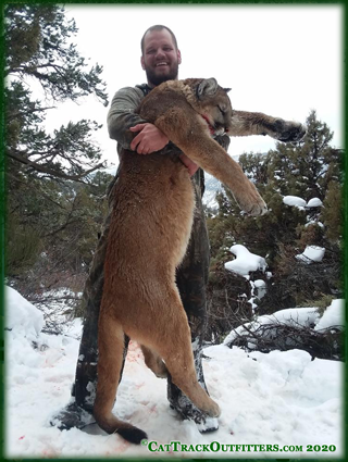 mountain lion hunting in Colorado