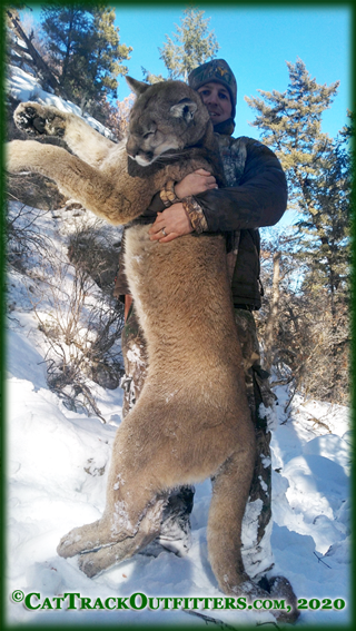 Mountain Lion Hunts in Colorado