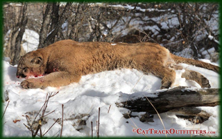 Mountain Lion Hunts in Colorado
