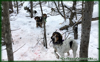 big game hunting - lion hunting in Western Colorado