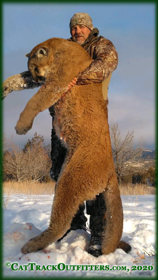 guided mountain lion hunts in Colorado