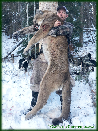 guided mountain lion hunts in Colorado