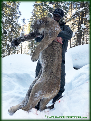 mountain lion hunting in Colorado