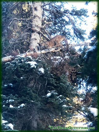 mountain  lion hunting in Western Colorado